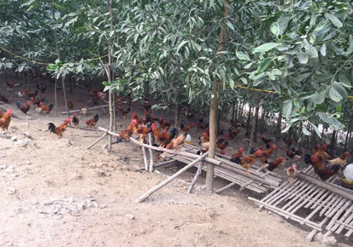 HTX Tà Lèng, Điện Biên: Cùng đồng bào dân tộc thiểu số thoát nghèo