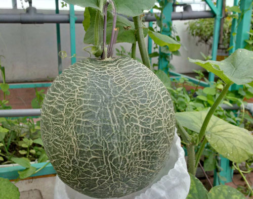 Khó rời mắt khỏi vườn rau trĩu trịt, "ao" cá béo mầm trên sân thượng của ông bố yêu gia đình