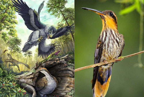 1001 thắc mắc: Vì sao chim không có răng, đậu trên dây điện mà không bị giật?