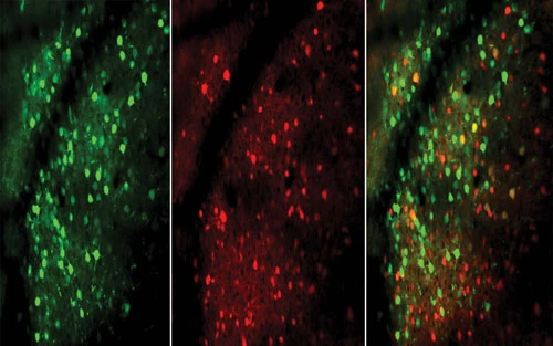 Các nơron thần kinh kích thích (màu xanh) và ức chế (màu đỏ) của chuột qua ống kính hiển vi. Chúng phản ứng với tốc độ nhanh và sớm hơn khi con vật dần thành thục một kĩ năng nhất định. Ảnh: Churchland lab/CSHL, 2019.