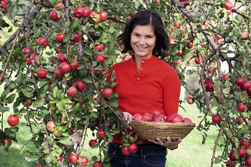 "Đột nhập" vào trang trại táo lạ siêu đắt, đỏ rực từ trong ra ngoài