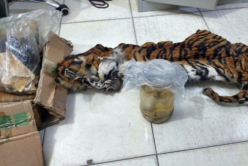 Indonesia bắt 5 nghi phạm săn trộm hổ Sumatra đang mang thai