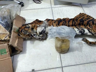 Indonesia bắt 5 nghi phạm săn trộm hổ Sumatra đang mang thai