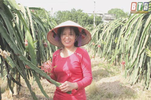 Thái Bình: Làm giàu từ thanh long