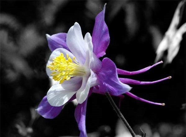 Hình ảnh đẹp về loài hoa như chim bồ câu lạ mắt - Tạp chí Doanh ...