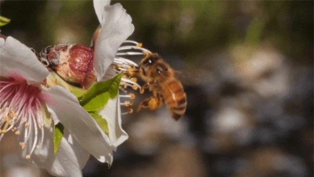 Từ những bông hoa, ong không chỉ tạo ra mật mà còn có cả… bánh mì - 2