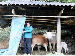 Lào Cai: Hơn 2 vạn gia súc có nguy cơ bị đói, rét do thời tiết lạnh