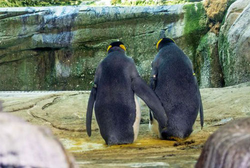 Bất ngờ với cặp đôi chim cánh cụt đồng tính... ấp trứng