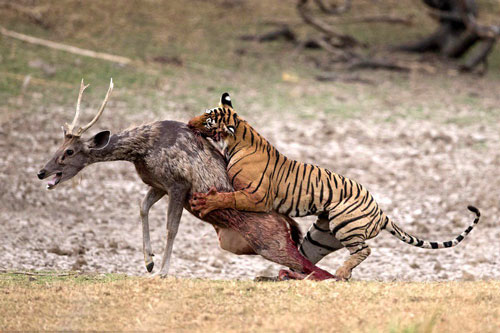 "Nổi da gà" khoảnh khắc săn giết đẫm máu của hổ vằn