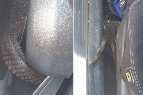 Đang lái xe, "đứng tim" thấy rắn độc nhất thế giới ngoe nguẩy dưới ghế