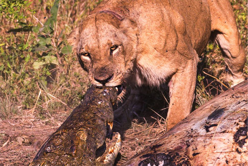 Hãi hùng trước cảnh sư tử và cá sấu kịch chiến giành xác hà mã