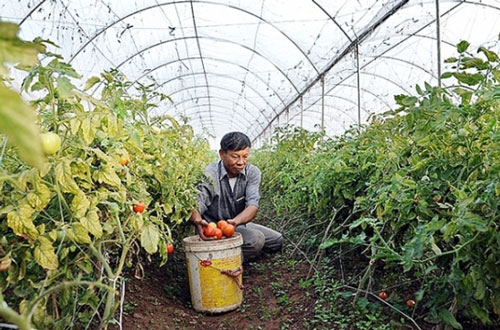 Hà Nội thành lập mới 112 HTX