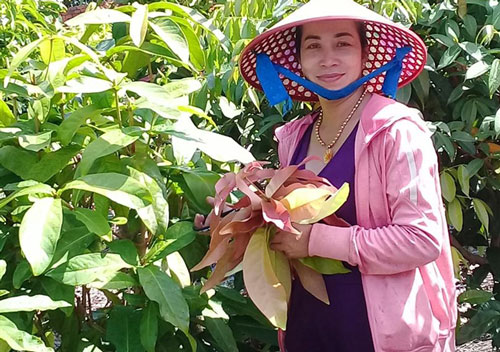 Đem rau rừng về trồng đất vườn, hái bao nhiêu bán hết bấy nhiêu