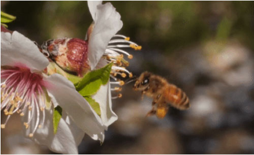 Từ những bông hoa, ong không chỉ tạo ra mật mà còn có cả… bánh mì