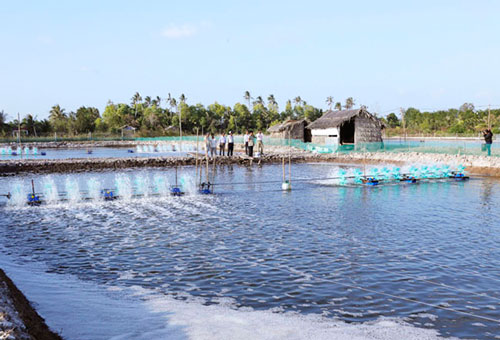 Cà Mau: Thế mạnh từ nuôi tôm sinh thái