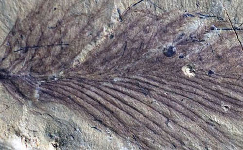 Phát hiện cách khủng long tồn tại với sự khắc nghiệt ở siêu lục địa Gondwana cổ đại