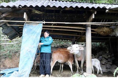 Quây bạt, sửa chữa, gia cố lại chuồng trại cho đàn trâu bò khỏi bị rét. Ảnh: TTXVN.