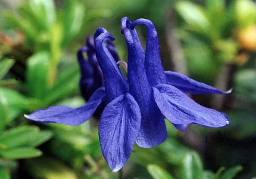 Hoa bồ câu có tên khoa học là Aquilegia vulgaris. Hoa còn có nhiều tên gọi khác như lan chuông, mao lương hoàng liên, hoa sao hoàng liên, hoa lâu đẫu, hay hoa rẽ quạt. Ảnh: vietflower.