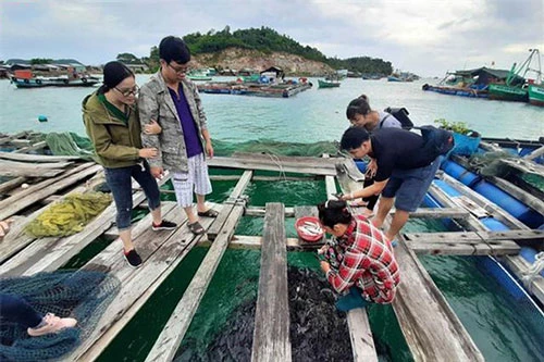 Mô hình nuôi cá lồng tại Tiên Hải đang cho thấy tiềm năng lớn