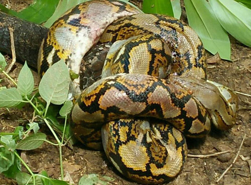 Hổ mang chúa tấn công trăn vua thì bị siết ngược lại: Chiến thắng nghẹt thở