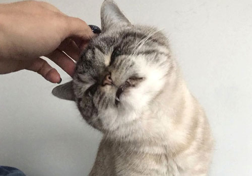 "Chân dung" mèo ma cà rồng "xấu xa tà ác" nhất thế giới