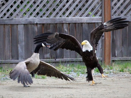 From One to Many: How Feeding an Eagle Led to a Backyard Invasion Xem ngỗng "cao tay" giả chết để thoát thân khỏi đại bàng ...