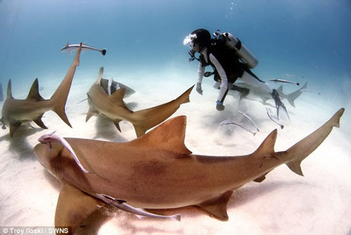 Chuyên gia dạy cách tự giải thoát khỏi hàm răng cá mập