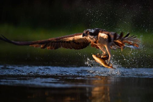 Ảnh động vật: Rắn khiêu vũ trước khi giao phối