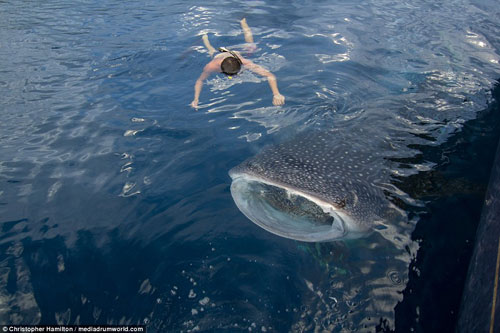 Cận cảnh cuộc sống thân thiện giữa cá mập và ngư dân