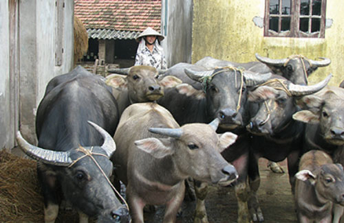 Tuyên Quang: Nhiều HTX, tổ hợp tác tham gia vào chuỗi liên kết chăn nuôi trâu