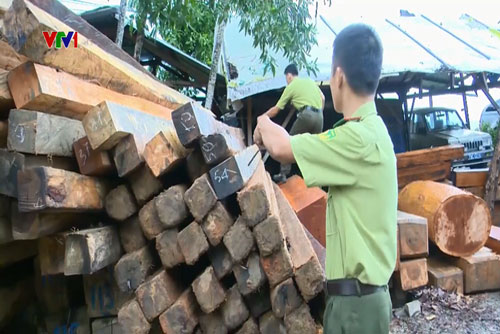 Khánh Hòa: Ngăn chặn đường dây gỗ lậu cuối năm