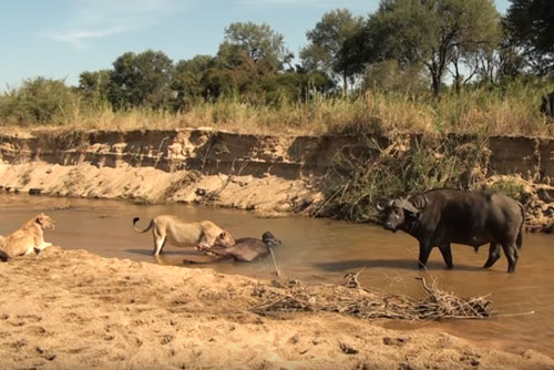 CLIP: Đàn trâu rừng bất lực nhìn sư tử ăn thịt đồng loại