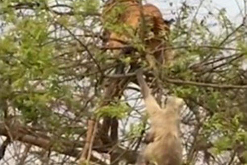 Hổ bị khỉ lừa ngã "chổng vó" một cách đau đớn