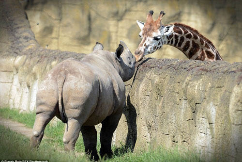 "Bắt quả tang" hươu cao cổ thò đầu hôn tê giác