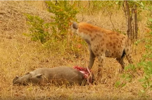 CLIP: Lợn bướu chết thảm khi chạm mặt linh cẩu