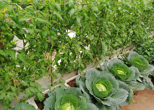 Lo cho sức khỏe vợ con, ông bố trẻ "hô biến" sân thượng ngập tràn rau xanh mơn mởn