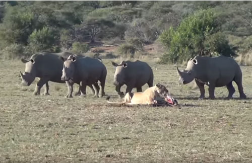 CLIP: Tê giác kéo nhau cà khịa đàn sư tử