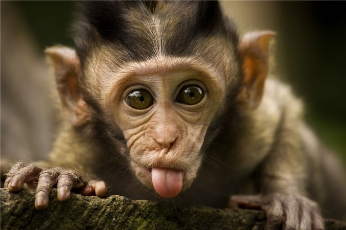 Khỉ đầu chó làm mặt hề - Trêu ghẹo: Cười đau bụng với những biểu cảm hài hước, đáng yêu của loài khỉ đầu chó trong bộ ảnh \