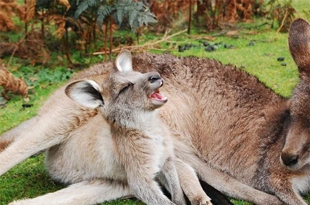 Kham pha gay soc ve kangaroo ai cung nen biet-Hinh-5