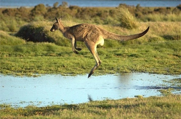 Kham pha gay soc ve kangaroo ai cung nen biet-Hinh-6