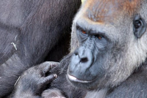 Xót xa con khỉ đột mất chồng sau 20 năm chung sống