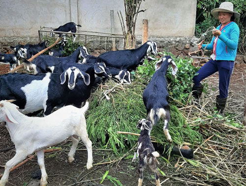 Đắk Lắk: Phụ nữ Ea Siên liên kết chăn nuôi dê nâng cao thu nhập