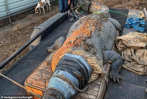 Bắt được cá sấu khổng lồ hơn 5m, siêu hung dữ