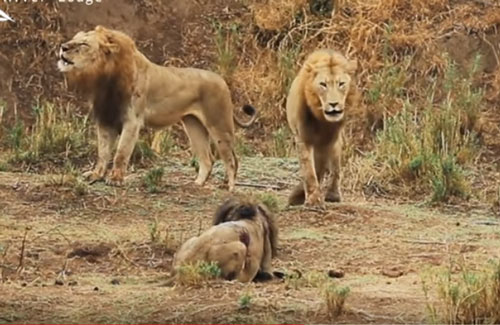 CLIP: Đàn sư tử nội chiến đẫm máu