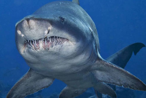 Giật mình với những loại "quái vật" kỳ dị nhất hành tinh