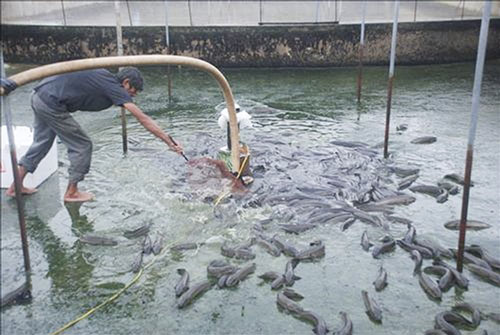 Quảng Trị: Nuôi cá lóc đầu nhím ở bể xi măng, thu hàng trăm triệu