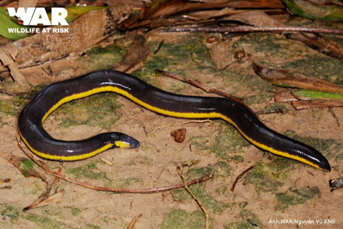 Loài ếch giun nửa giun nửa rắn "ghê rợn" ở Việt Nam