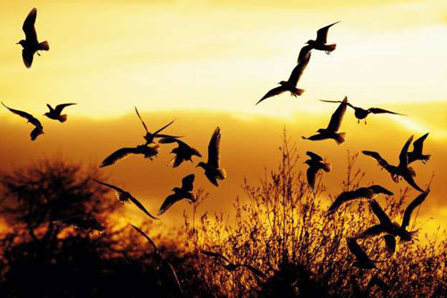 Ấn tượng những bức ảnh ngược sáng chụp động vật đẹp ngỡ ngàng