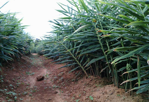 Cao Bằng chú trọng nâng cao chất lượng nông sản