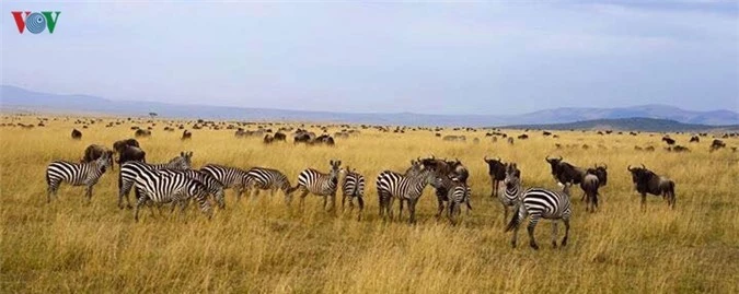 du lịch kenya: đi xem sư tử săn mồi hình 12 du lich kenya: di xem su tu san moi hinh 12